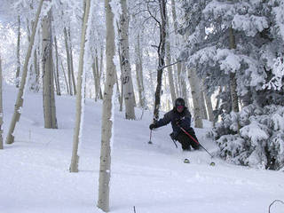 Skiing the aspens on Powder Mountain's Boot Hill. (skier: Roger Klinger)