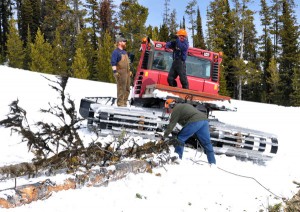 Crews at Showdown Ski Area in Montana work to removed diseased trees from the mountain. (photo: Showdown Ski Area)