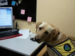 Snowbird's avalanche rescue dogs are ready for the season to begin on Friday. (photo: Snowbird)