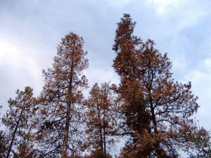 Lodgepole pine trees in British Columbia decimated by the mountain pine beetle.