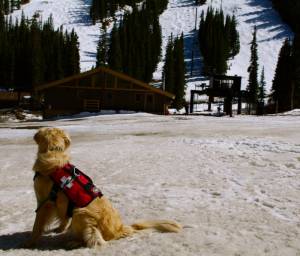 Loveland Ski Area's avalanche rescue dog Ruby watches melting snow and few customers at the Colorado resort on Monday. (photo: Dustin Schaefer)