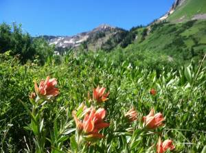 Wildflowers in Albion Basin (photo: Alta Chamber and Visitors Bureau)