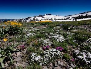 Summer in the Sierra (photo: Squaw Valley)