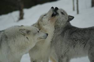 Yellowstone wolves, taken from the Grizzly and Wolf Discovery Center in West Yellowstone (photo: FTO/Alan  Wechsler)