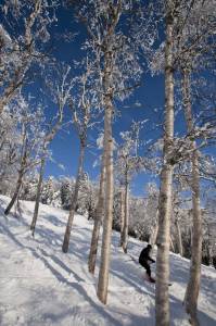 Okemo will introduce three new intermediate glades this winter. (photo: Okemo Mountain Resort)