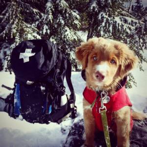 Meet Barrett, Mt. Hood Meadows' newest avalanche puppy (photo: MHM)