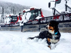 Loveland's snow cats and dog Toby are both ready to go. (photo: Loveland Ski Area)