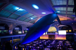 The scene for the 2014 New York Gold Medal Gala The Museum of Natural History, New York City (file photo: USSA)