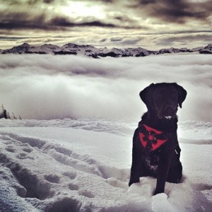 One of the avalanche rescue dogs at Wolf Creek Resort in Colorado. (file photo: Wolf Creek Resort)