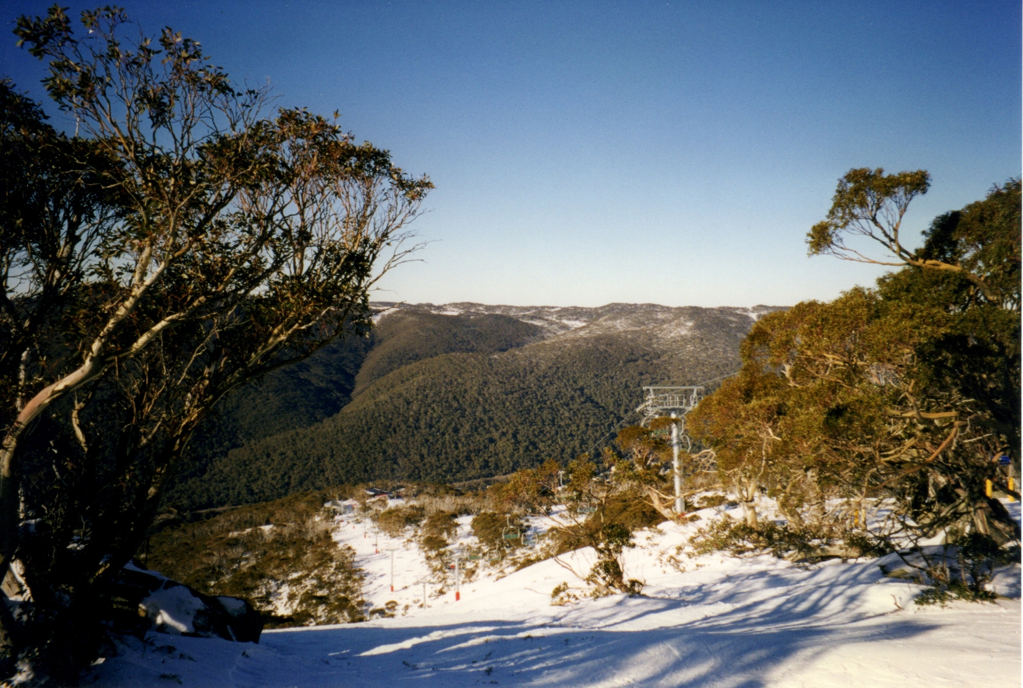 001snowgums.jpg