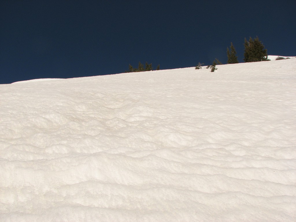 01 alta yellow trail sun cups 090516.jpg