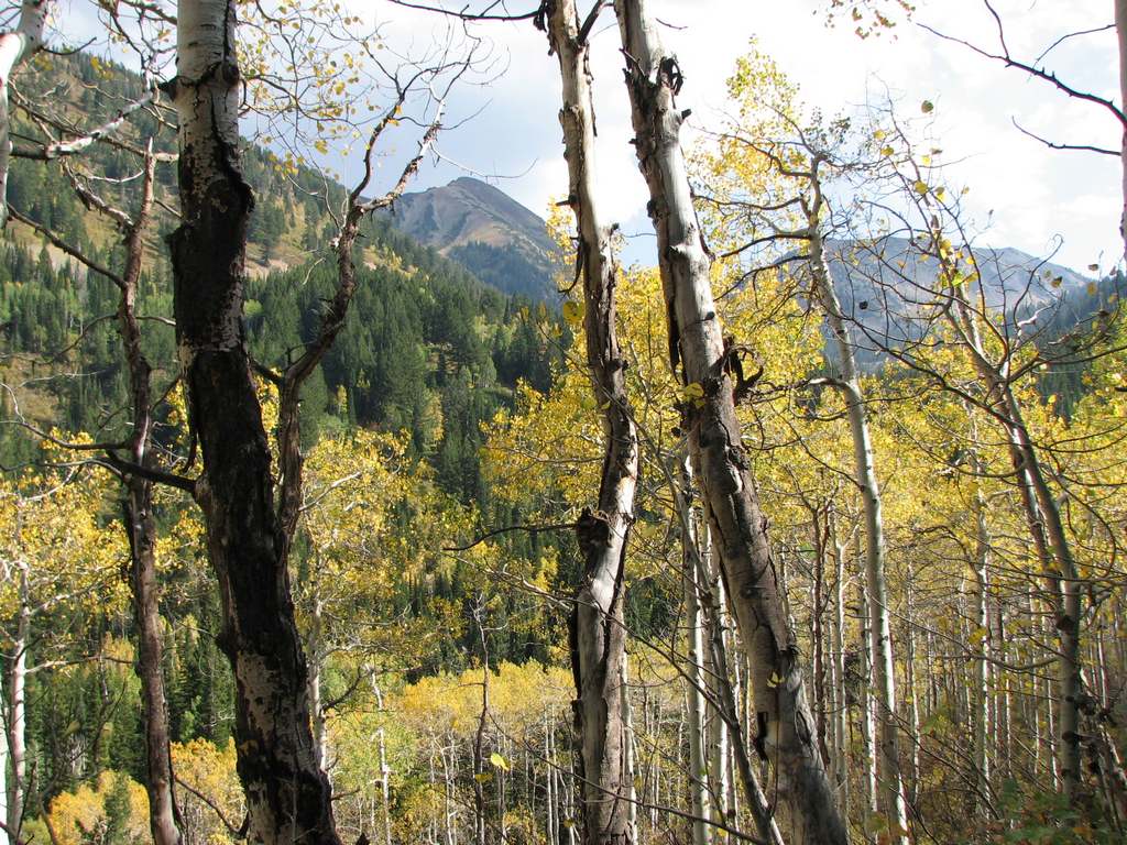 01 white pine gulch LCC 101002.jpg