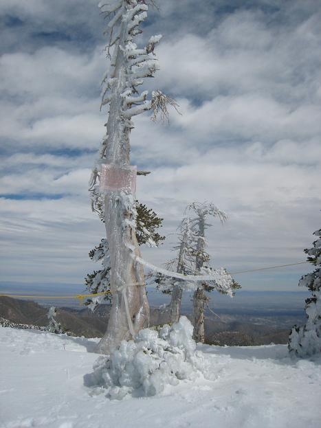 022308_icetree.JPG