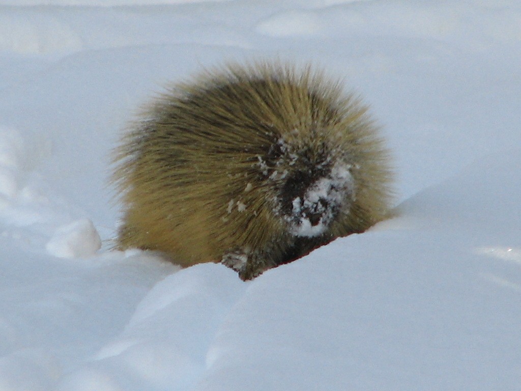 03_alta_porcupine_110102.jpg