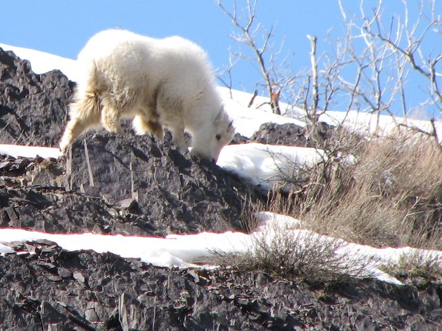 04 bcc mtn goat 080309.jpg