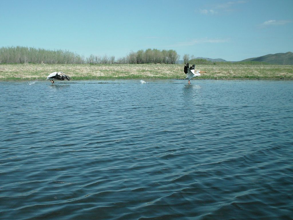 04 blackfoot kayak pelicans landing 090530.jpg