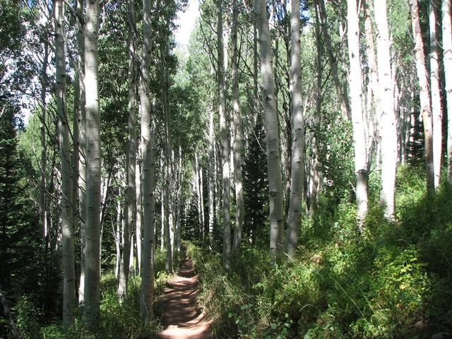 05 mill d north aspens 080823.jpg