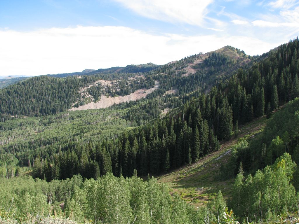 05 thecanyons redpine and 9990 100912.jpg