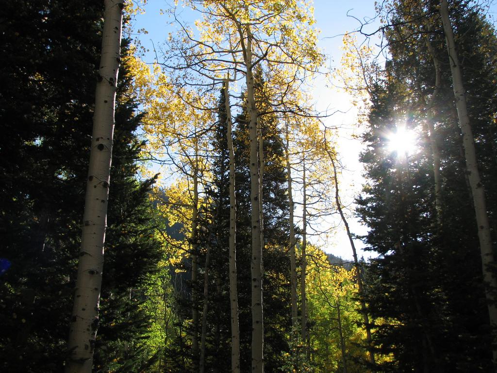 07 white pine gulch LCC aspens 101002.jpg