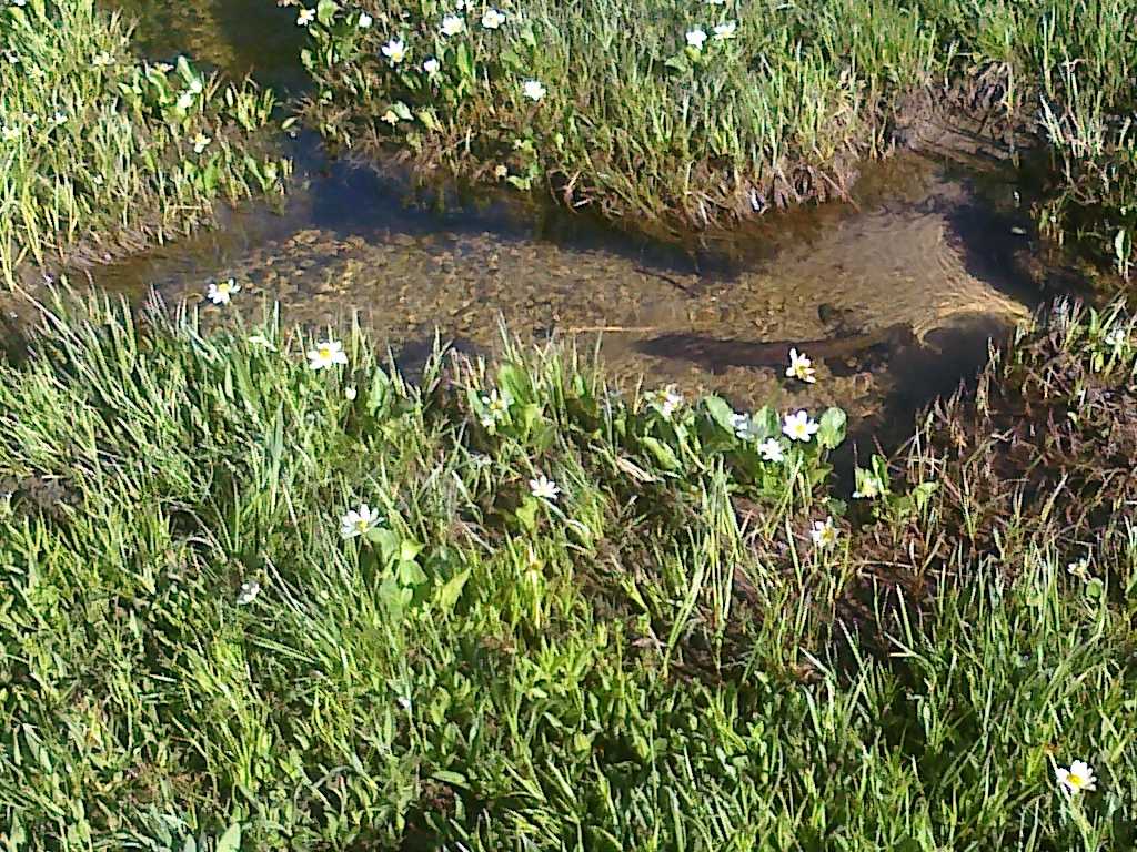 08 spawning trout - Island Lake 2009-07-04.jpg