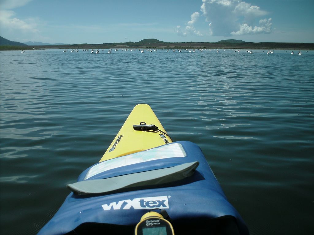 09 blackfoot kayak pelicans swimming 090530.jpg