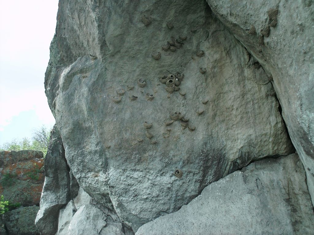 10 blackfoot kayak swallows 090530.jpg