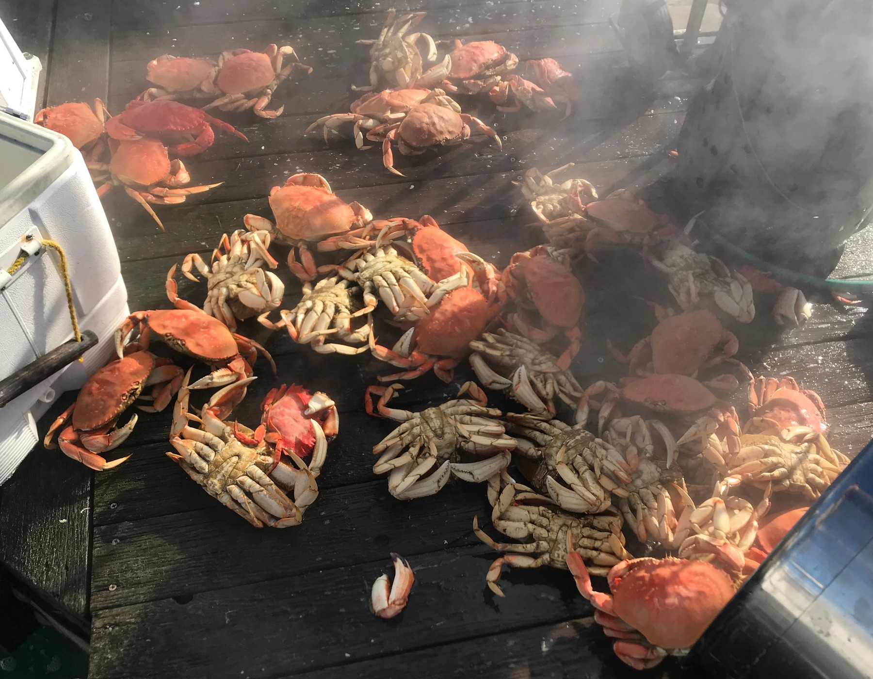 1029CookedCrabsOnDock.JPG