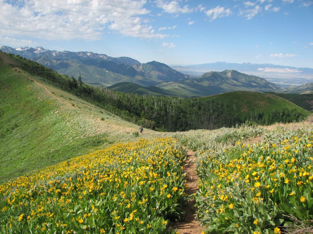 10_bigmt_ridgelineflowers_110717.jpg