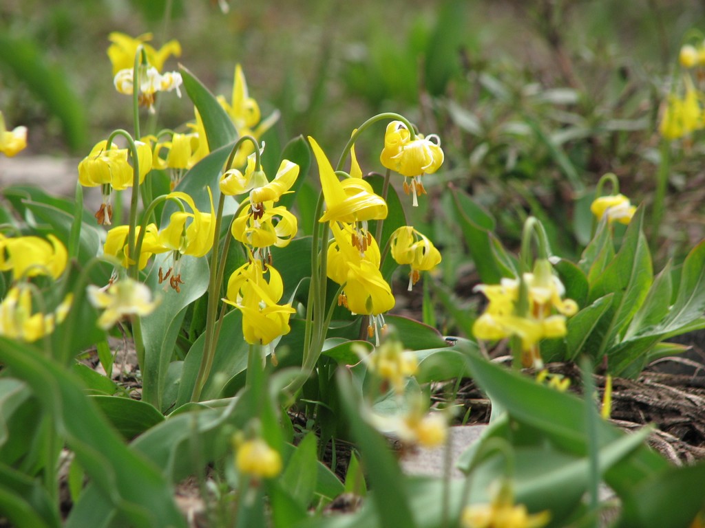 14 grandeur pk yellow flowers 110612.jpg