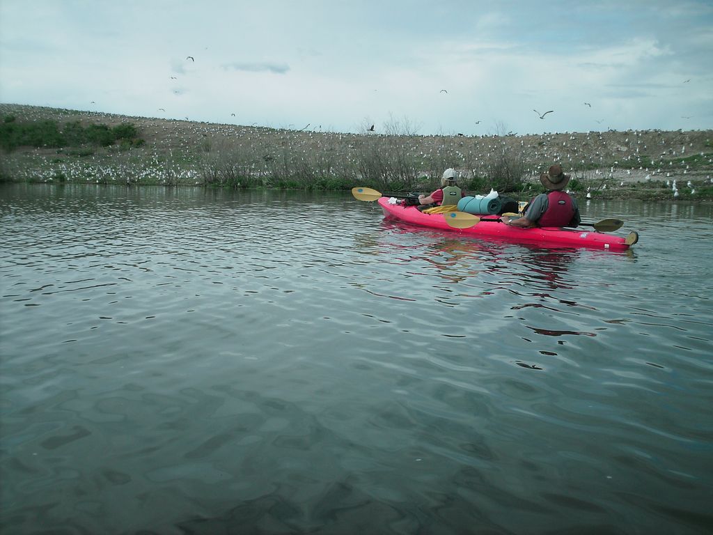 16 blackfoot kayak gull is 090531.jpg