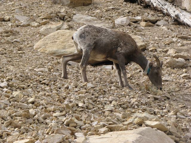 19 flaming gorge mtn goat 080720.jpg