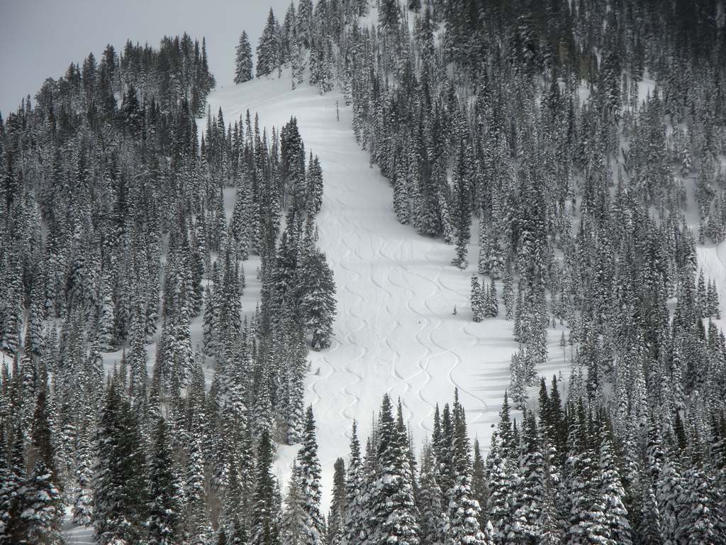 19 snowbird lower tiger tail 100502.jpg