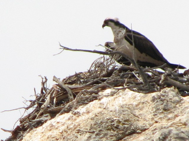 20 flaming gorge osprey 080720.jpg