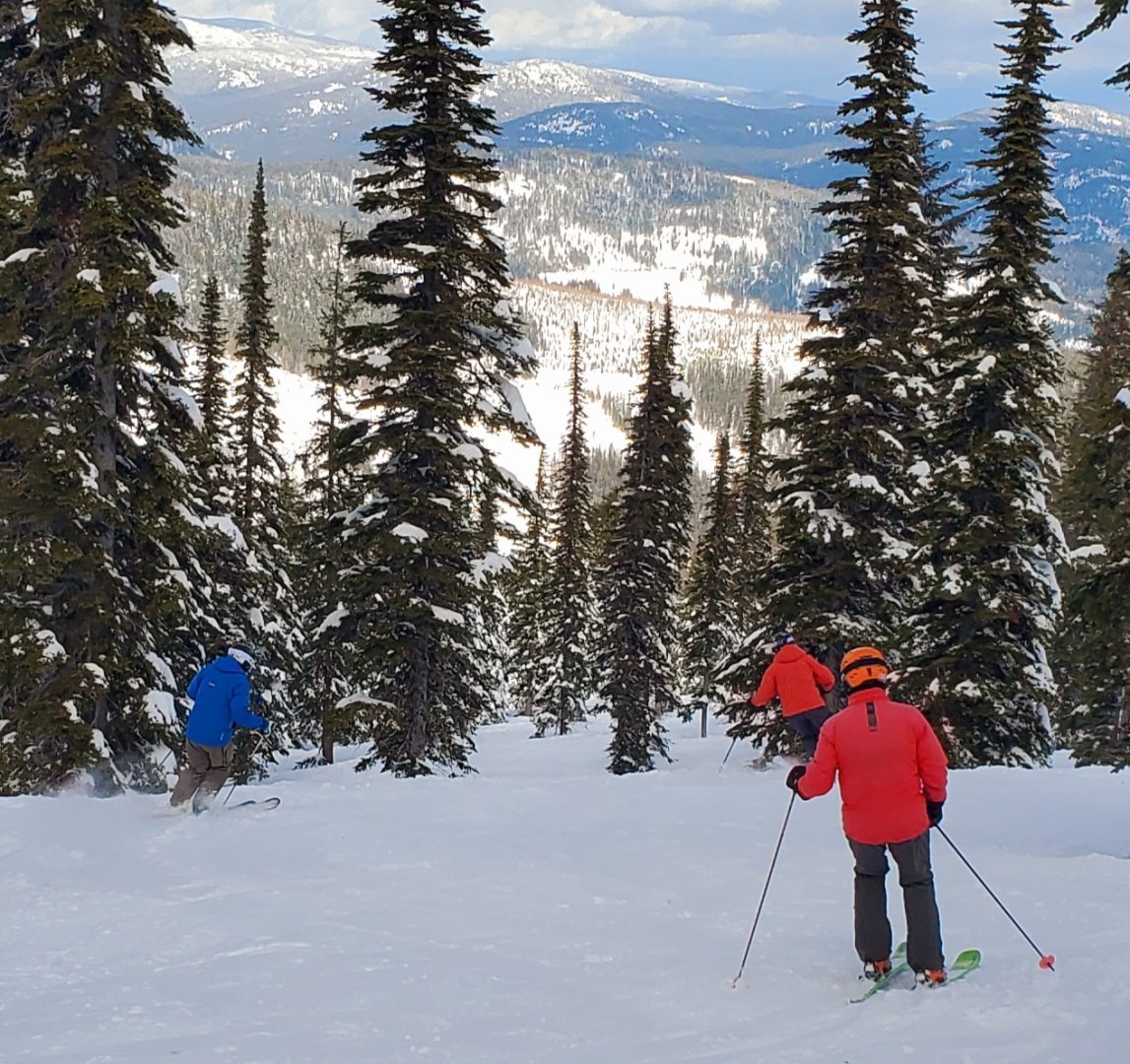 backside trees schweitzer 10.jpg