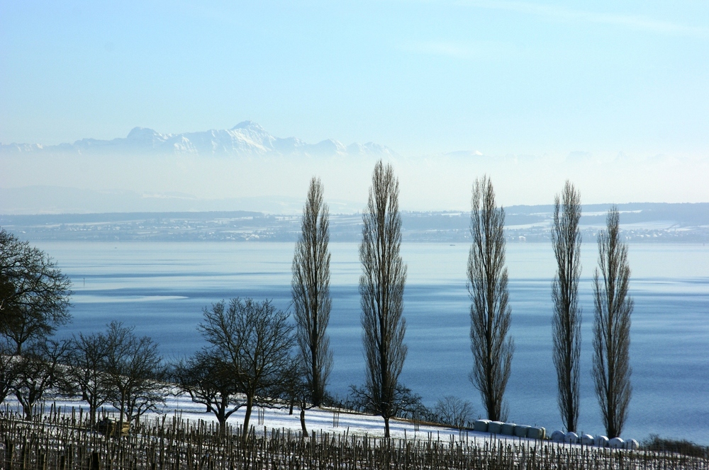 Bodensee.jpg