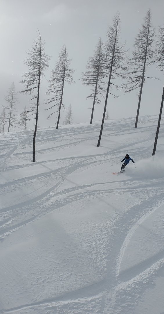 cedar park trees schweitzer 11.jpg