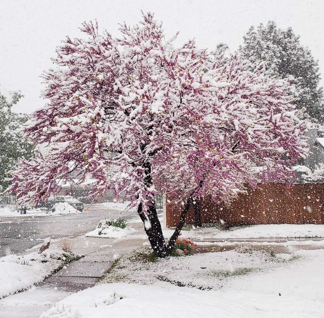 snow covered redbud 5 may cottonwood heights.jpg