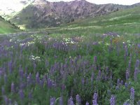 06 alta albion lupine 050806.jpg