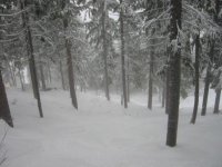 War Eagle Trees looking down Red.jpg