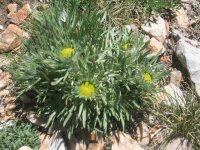 10 alta baldy tundra flowers 060604.jpg