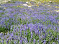 02 snowbird lupine 060816.jpg