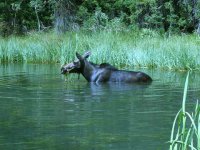 14 snowbird moose 060816.jpg