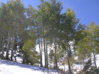 06 snowbird aspens with snow 060924.jpg