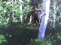 bcc_moose_102106_011.jpg