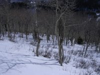 06 the canyons the aspens 061125.jpg