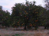 012707_orangetree.JPG