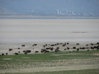 04 antelope island ut bison slc 070429.jpg