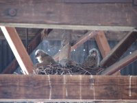 07 antelope island ut nesting owls 070429.jpg