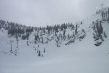 Snowbird May 4th 5 inches Upper Silver Fox and Primrose.jpg