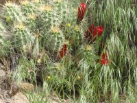 01 green riv rafting flowering cactus 070513.jpg